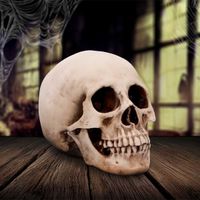 Dekoration Schädel - Craniology