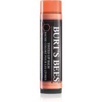 Burt’s Bees Tinted Lip Balm balzam za ustnice odtenek Zinnia 4.25 g