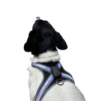 Reedog svítící kšíry pro velké psy