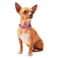 Ogrlica za psa WONDER WOMAN S / M