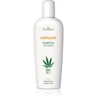 Cannaderm Capillus Caffeine shampoo szampon z olejkiem konopnym 150 ml