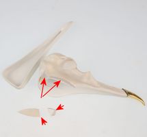 Schmuckschatulle (Dekoration) SUCK UK - BIRD SKULL - BESCHÄDIGT