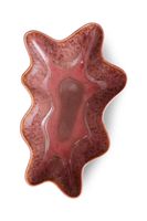 Hkliving castron Coral