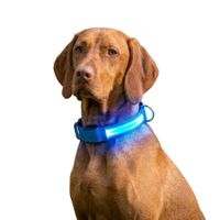 Reedog Colour világító nyakörv kutyáknak - narancssárga - 42 - 60 cm