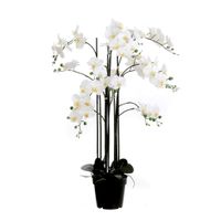 XXXL ORCHIDEA