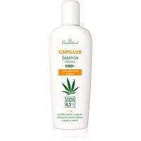 Cannaderm Seborea CBD+ šampon proti prhljaju 150 ml