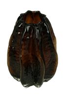 home & lifestyle vază decorativă 35 x 16 x 16 cm