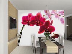 1Wall fototapeta Orchidea 315x232 cm