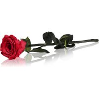 RoseAmor Red stabilizēta roze uz statīva 30 cm 1 gab.