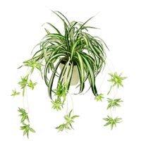 UMELÁ RASTLINA 60 cm