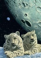 Schim Schimmel - Lair of the Snow Leopard - puzzle z kategorie Umělecké