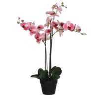 XXXL ORCHIDEA