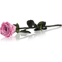 RoseAmor Pink стабілізована троянда на стеблі 30 см 1 кс