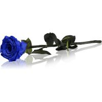 RoseAmor Blue stabilizēta roze uz statīva 1 gab.